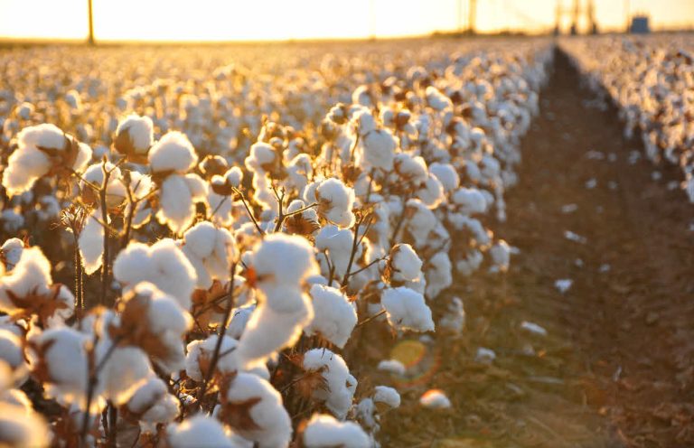 Cotton-plant-field-768x496